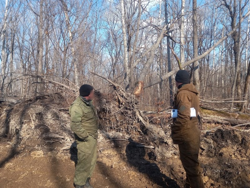 В Бикинском районе окончено расследование уголовного дела о незаконном повреждении лесных насаждений