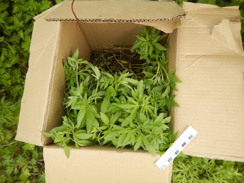 В Бикинском районе в суд направлено уголовное дело о хранении наркосодержащих растений