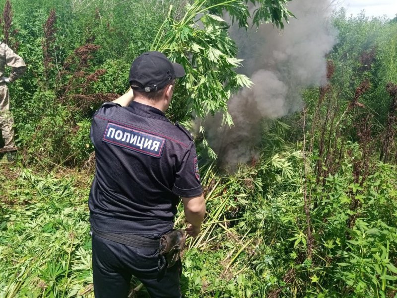 В Бикинском районе сотрудники полиции уничтожили два очага дикорастущей конопли